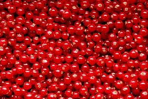 Photograph of redcurants still life