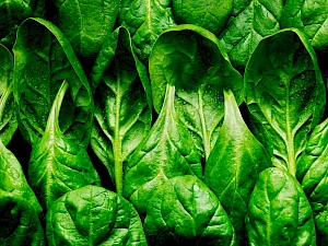 Photograph of Spinach still life. Rows of spinach lined up