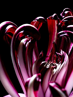 Radicchio still life