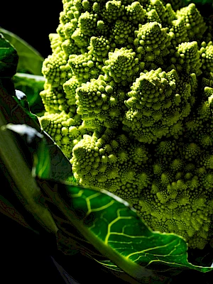 Romanseco cauliflower still life