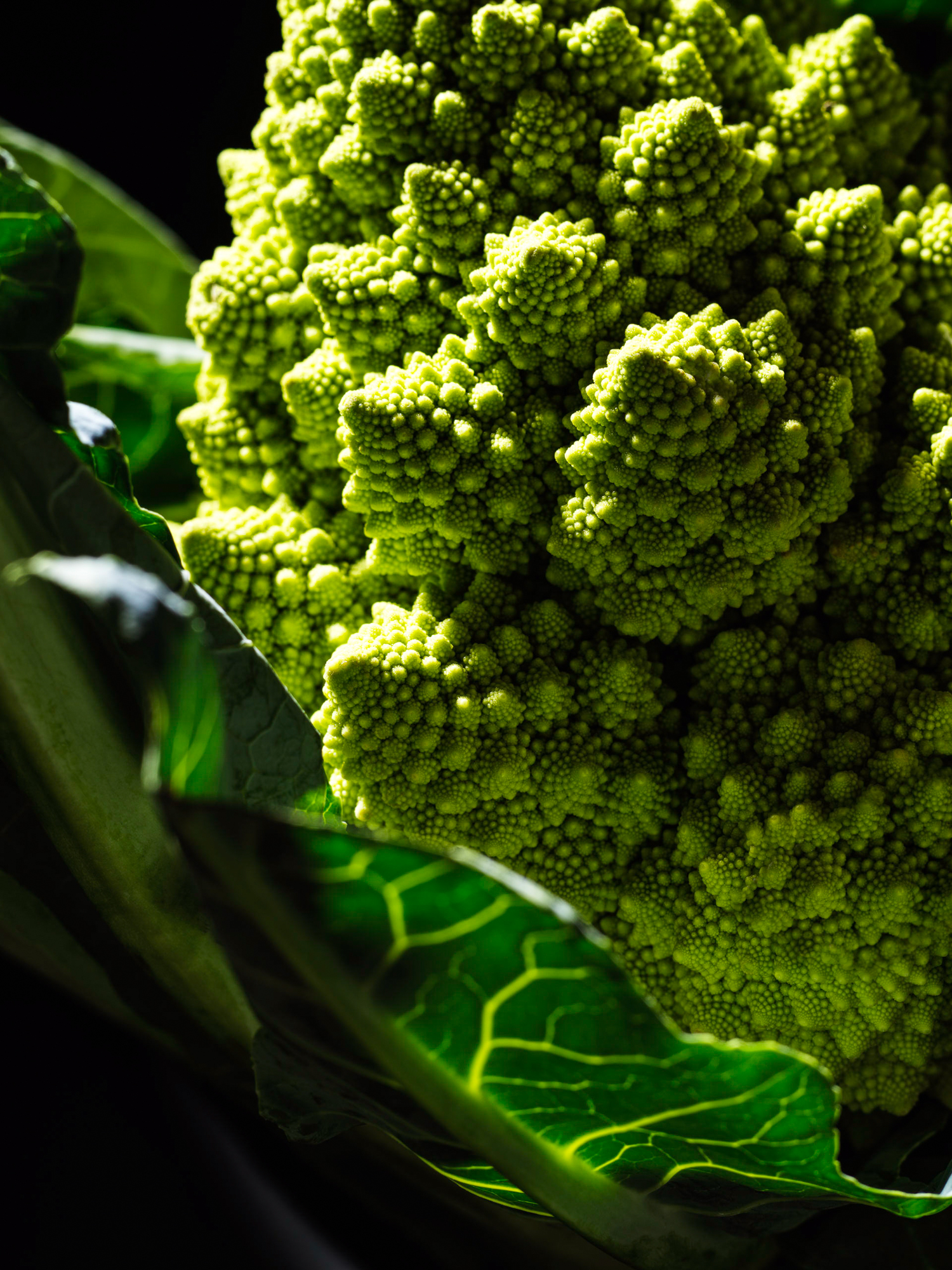 Romanseco cauliflower still life